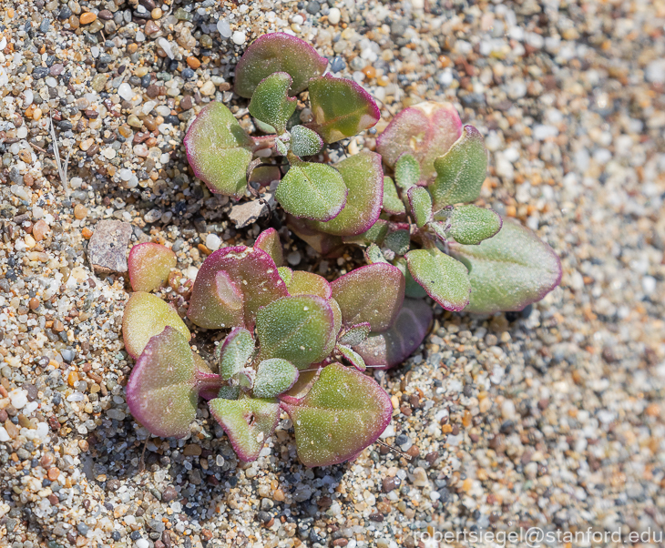 point reyes